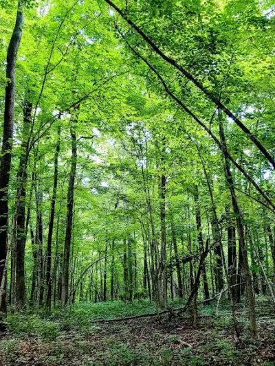 Hickory Woods Park - Delaware, OH