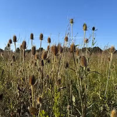 Hickory Woods Park - Delaware, OH