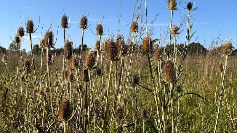 Hickory Woods Park - Delaware, OH