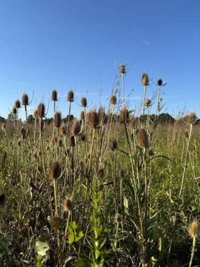 Hickory Woods Park - Delaware, OH