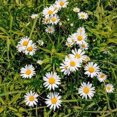 Hickory Woods Park - Delaware, OH