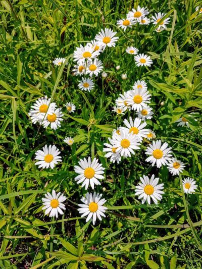 Hickory Woods Park - Delaware, OH