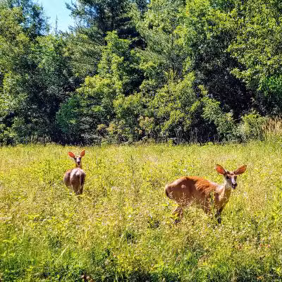 Hickory Woods Park - Delaware, OH