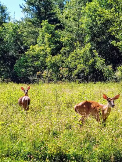 Hickory Woods Park - Delaware, OH