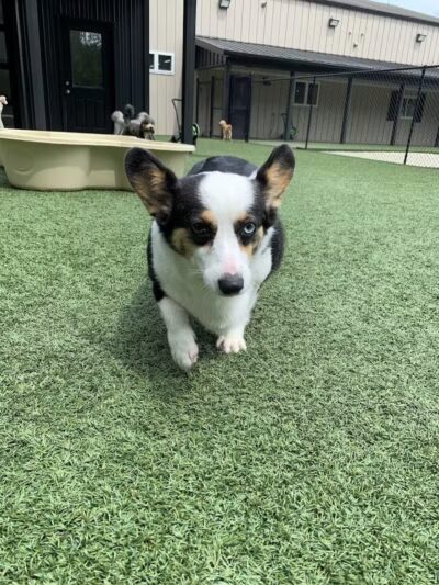 Lead the Way K9 Training & Boarding , LLC. - Delaware, OH