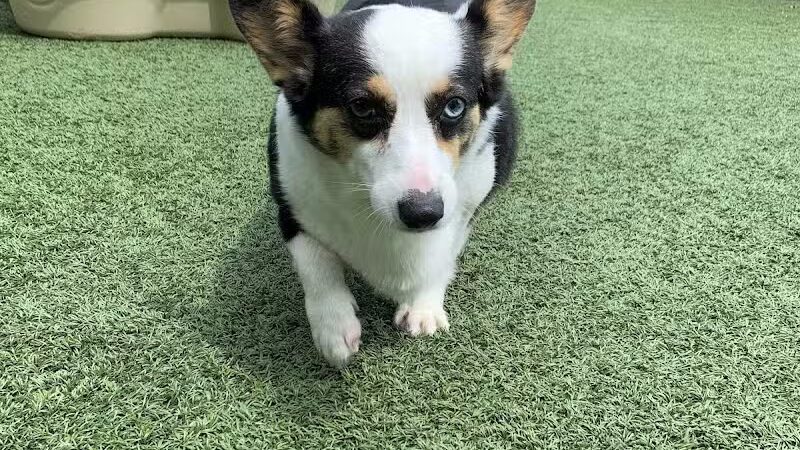 Lead the Way K9 Training & Boarding , LLC. - Delaware, OH