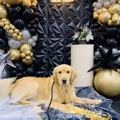 Lead the Way K9 Training & Boarding , LLC. - Delaware, OH