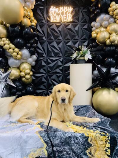 Lead the Way K9 Training & Boarding , LLC. - Delaware, OH