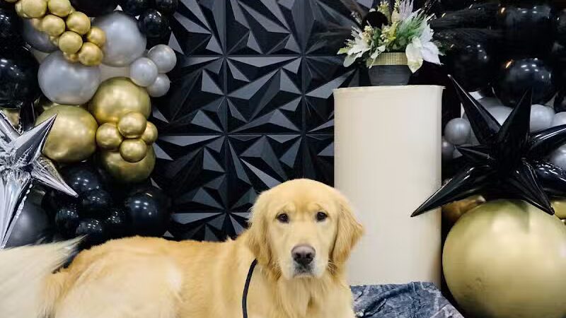 Lead the Way K9 Training & Boarding , LLC. - Delaware, OH