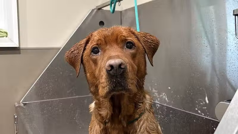 Lead the Way K9 Training & Boarding , LLC. - Delaware, OH