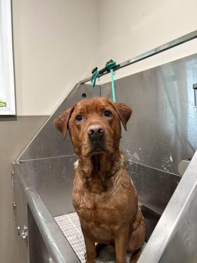 Lead the Way K9 Training & Boarding , LLC. - Delaware, OH