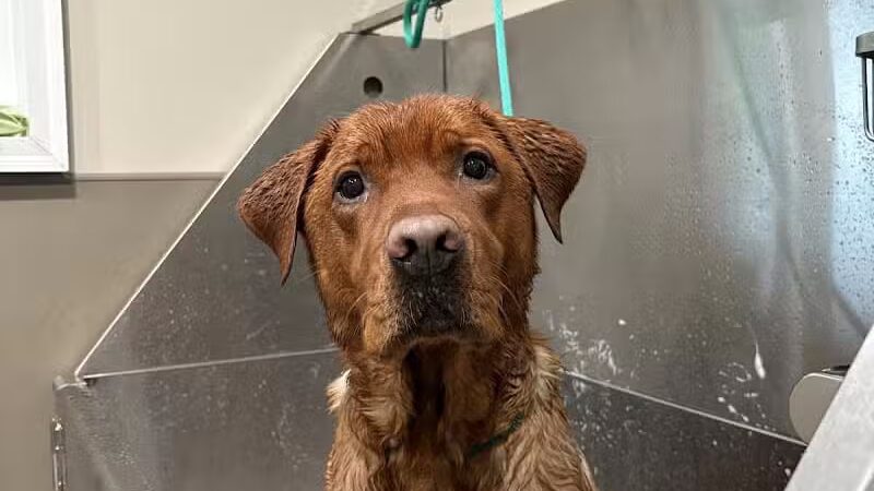 Lead the Way K9 Training & Boarding , LLC. - Delaware, OH