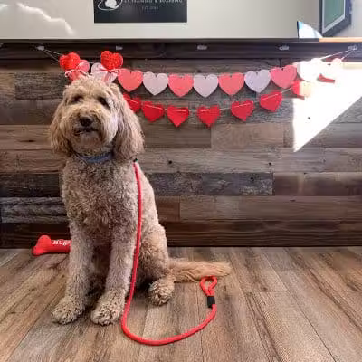 Lead the Way K9 Training & Boarding , LLC. - Delaware, OH