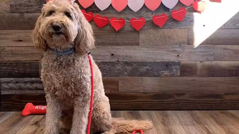 Lead the Way K9 Training & Boarding , LLC. - Delaware, OH