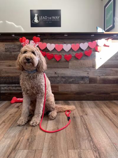 Lead the Way K9 Training & Boarding , LLC. - Delaware, OH