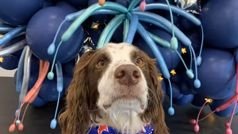 Lead the Way K9 Training & Boarding , LLC. - Delaware, OH