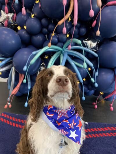 Lead the Way K9 Training & Boarding , LLC. - Delaware, OH