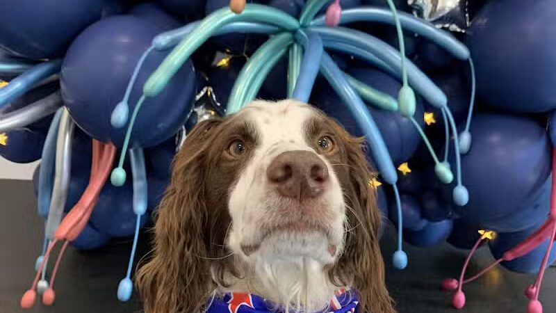 Lead the Way K9 Training & Boarding , LLC. - Delaware, OH