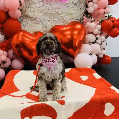 Lead the Way K9 Training & Boarding , LLC. - Delaware, OH