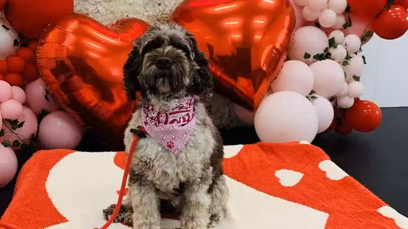 Lead the Way K9 Training & Boarding , LLC. - Delaware, OH