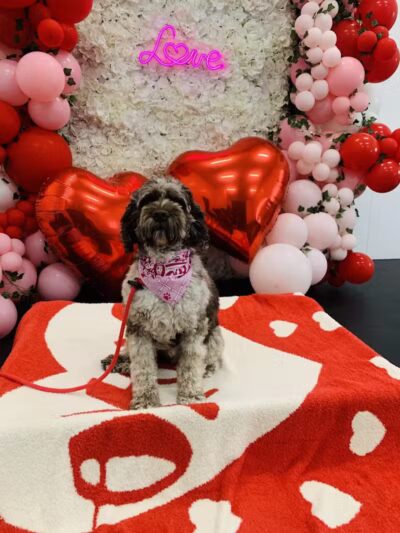 Lead the Way K9 Training & Boarding , LLC. - Delaware, OH