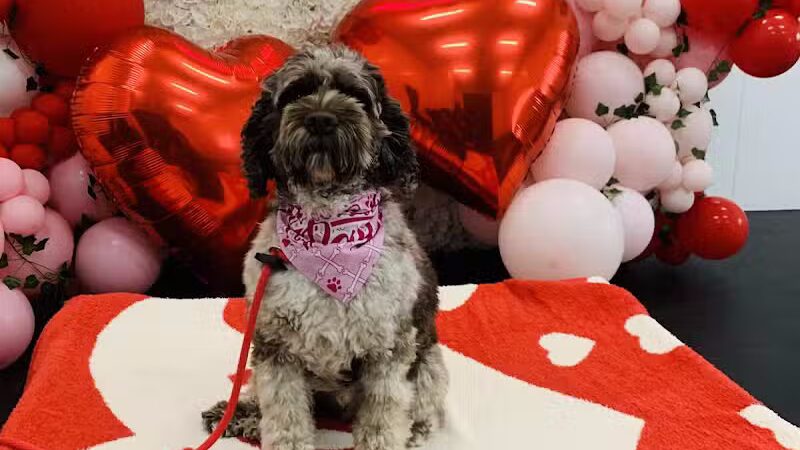 Lead the Way K9 Training & Boarding , LLC. - Delaware, OH