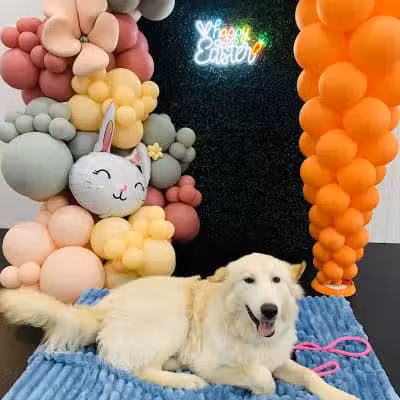 Lead the Way K9 Training & Boarding , LLC. - Delaware, OH