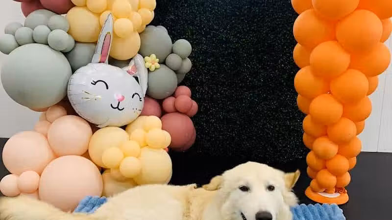 Lead the Way K9 Training & Boarding , LLC. - Delaware, OH