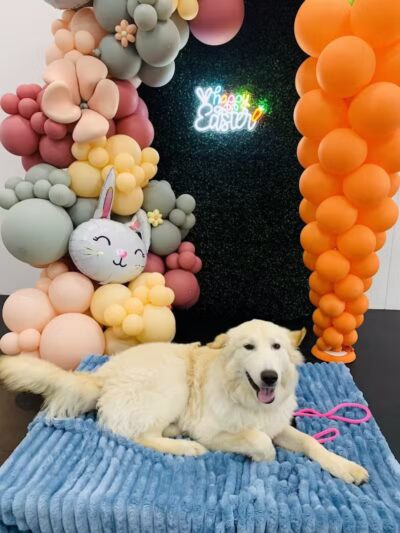 Lead the Way K9 Training & Boarding , LLC. - Delaware, OH