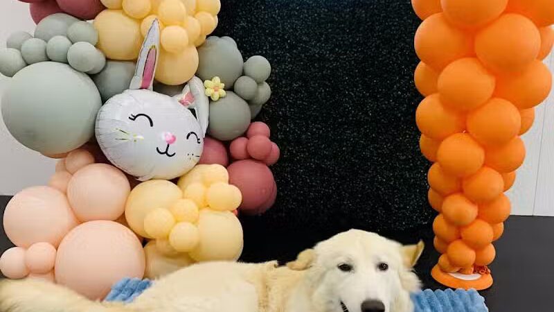 Lead the Way K9 Training & Boarding , LLC. - Delaware, OH