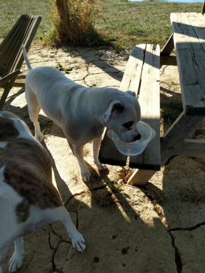 Mutt's Paradise AmuseMutt Park & Dog Training Center - Delaware, OH