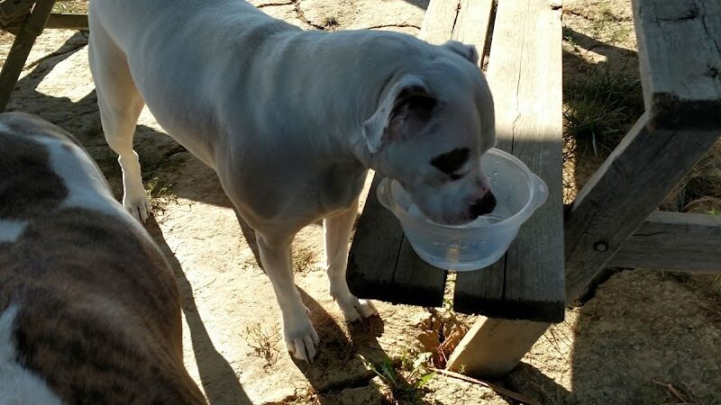 Mutt's Paradise AmuseMutt Park & Dog Training Center - Delaware, OH