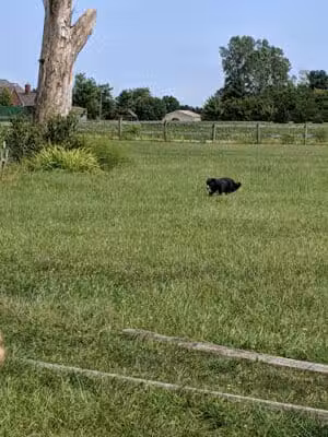 Mutt's Paradise AmuseMutt Park & Dog Training Center - Delaware, OH