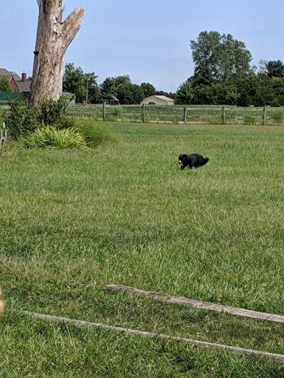Mutt's Paradise AmuseMutt Park & Dog Training Center - Delaware, OH