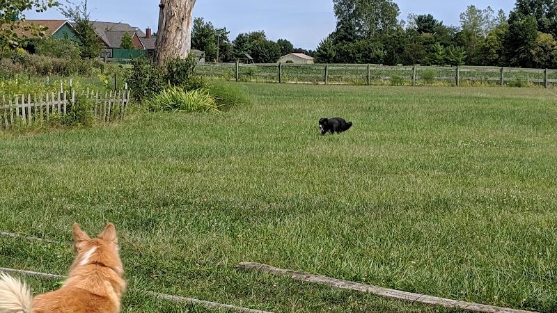 Mutt's Paradise AmuseMutt Park & Dog Training Center - Delaware, OH