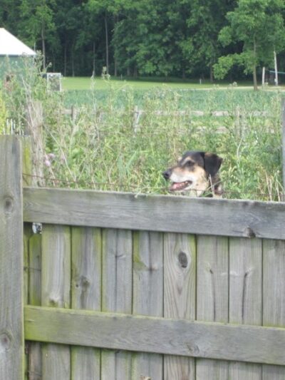 Mutt's Paradise AmuseMutt Park & Dog Training Center - Delaware, OH