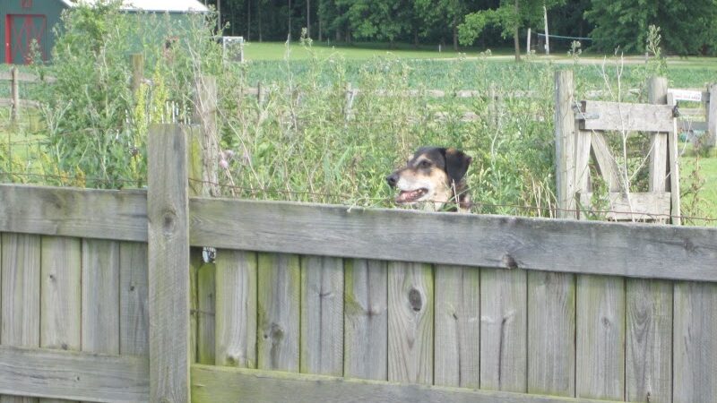 Mutt's Paradise AmuseMutt Park & Dog Training Center - Delaware, OH