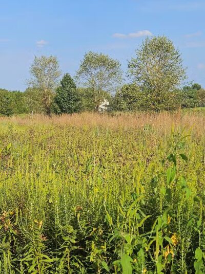 Stratford Woods Park - Delaware, OH