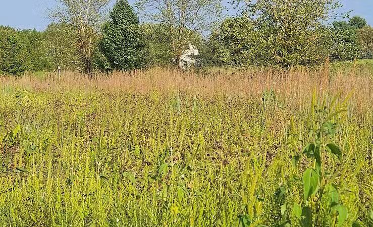 Stratford Woods Park - Delaware, OH