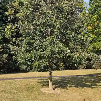 Stratford Woods Park - Delaware, OH