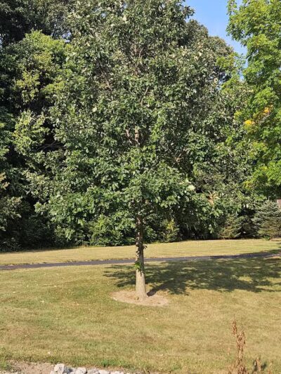 Stratford Woods Park - Delaware, OH