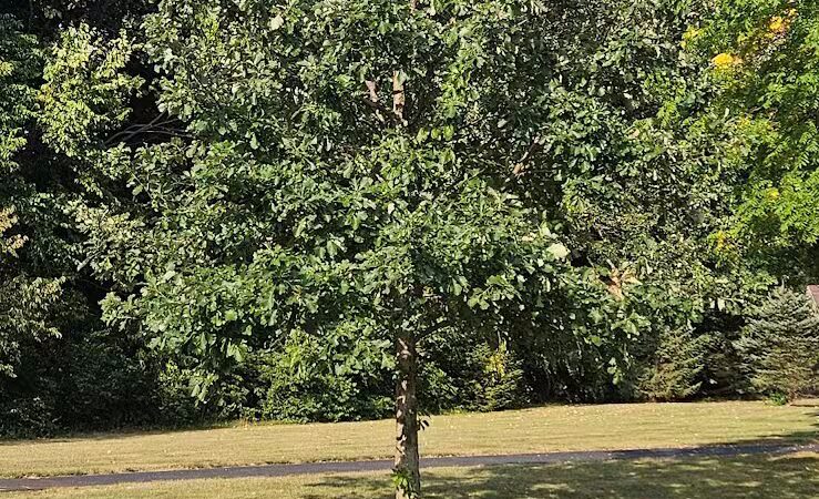 Stratford Woods Park - Delaware, OH