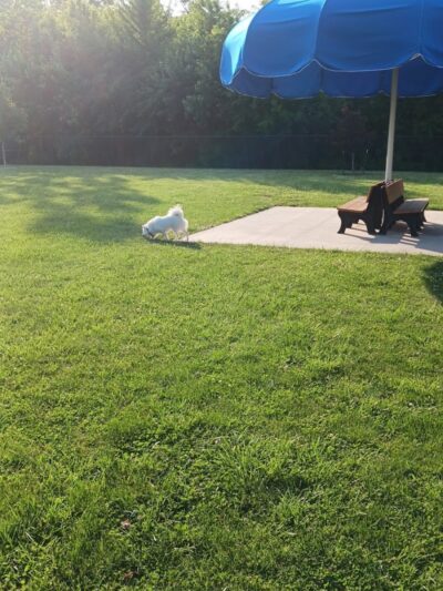 Bev's Dog Run - Delphos, OH