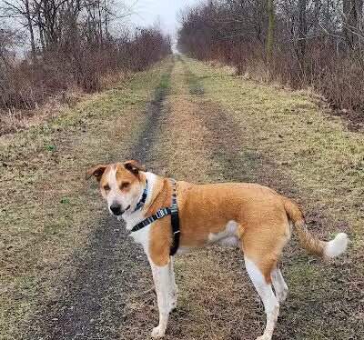 Wabash Cannonball Trailhead @ 109, South of Delta - Delta, OH