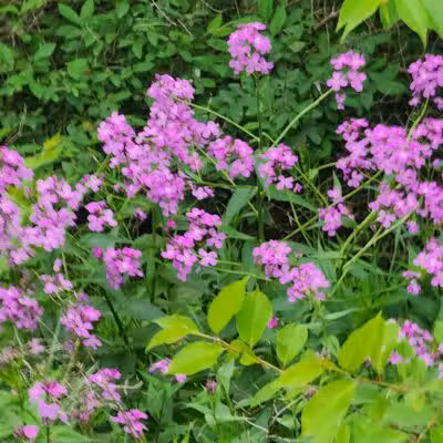 Wabash Cannonball Trailhead @ 109, South of Delta - Delta, OH
