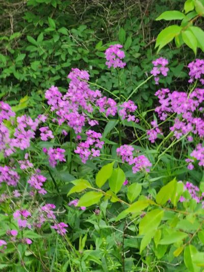 Wabash Cannonball Trailhead @ 109, South of Delta - Delta, OH