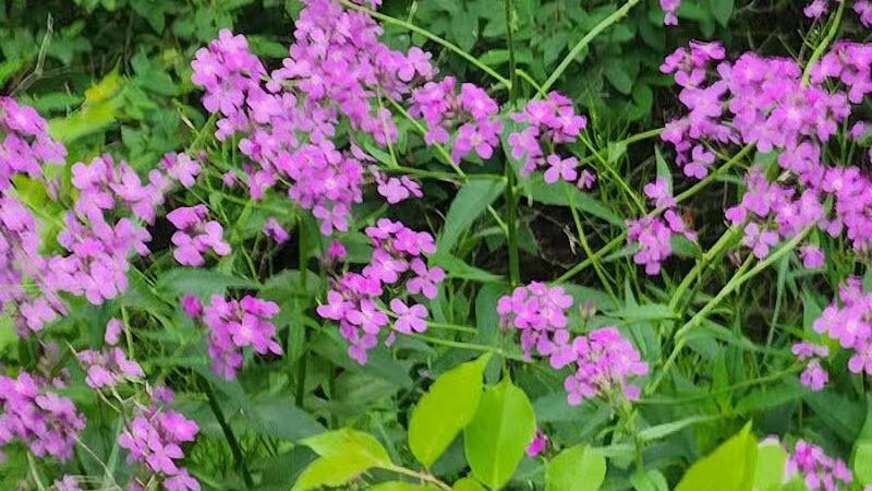 Wabash Cannonball Trailhead @ 109, South of Delta - Delta, OH
