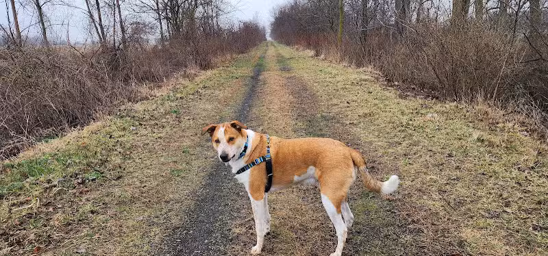 Wabash Cannonball Trailhead @ 109, South of Delta - Delta, OH
