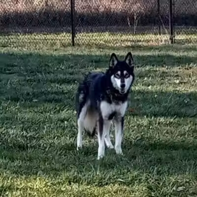 Denison Dog Park - Denison, IA