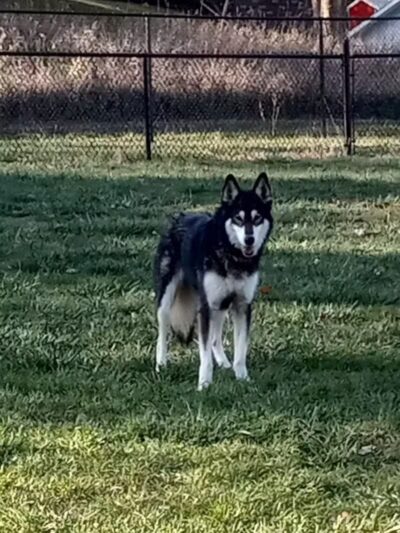Denison Dog Park - Denison, IA